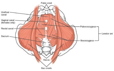 A Pelvic Knowledge Primer