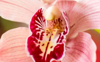 How Clean is Too Clean?