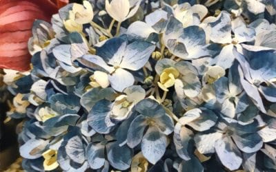 Yoga with Anne Taylor on July 20th