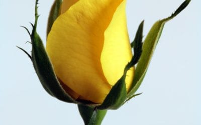 Endo Awareness Month: Sleep, The Ultimate Self-Care (Part 3 of 4)