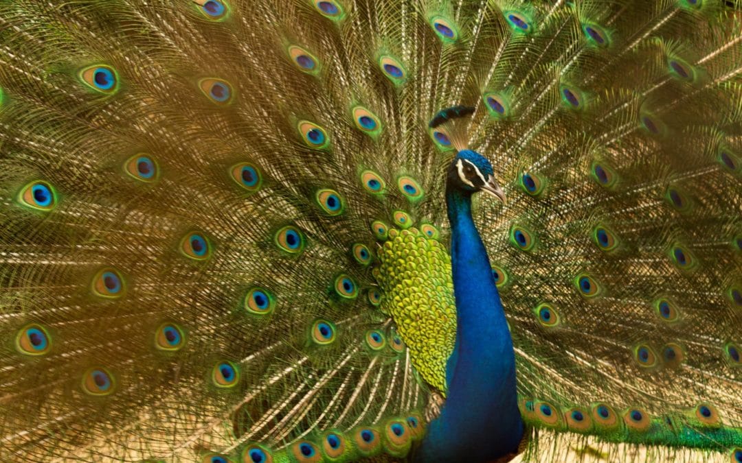 Saggy Jeans and Tailfeathers: How Your Pelvic Positioning Affects Your Body