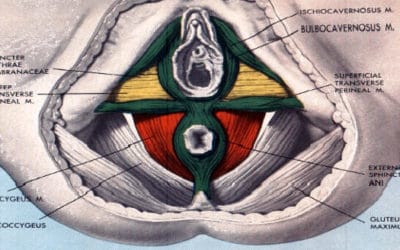 Let’s Review: Pelvic Floor Muscles
