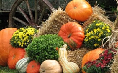 BBPT Health Tips: Its Pumpkin Time!