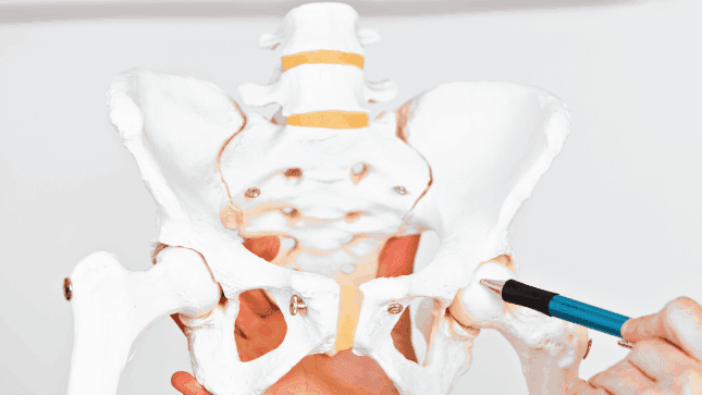 doctor-gynecologist-showing-layout-female-pelvis-with-muscles-closeup female pelvis