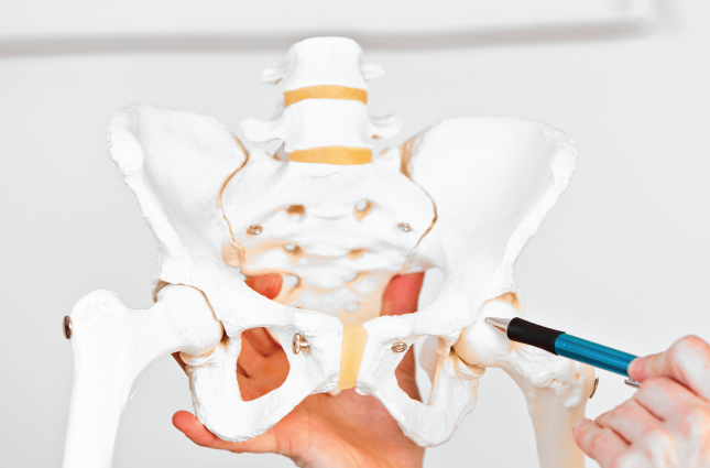 doctor-gynecologist-showing-layout-female-pelvis-with-muscles-closeup doctor-gynecologist-showing-layout-female-pelvis-with-muscles-closeup