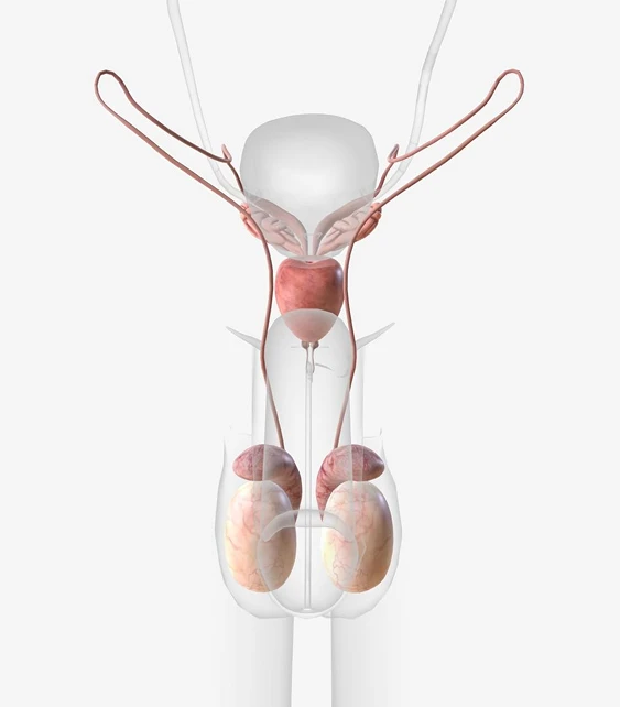 What Causes Testicular Pain