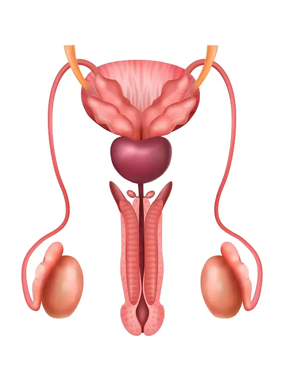 What Causes Sensitivity at the Tip of the Penis
